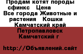 Продам котят породы сфинкс › Цена ­ 4 000 - Все города Животные и растения » Кошки   . Камчатский край,Петропавловск-Камчатский г.